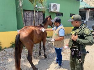 Maltrato animal en Cartagena