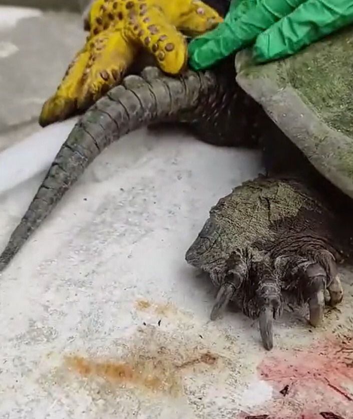 Matan a tortuga en Quindío.