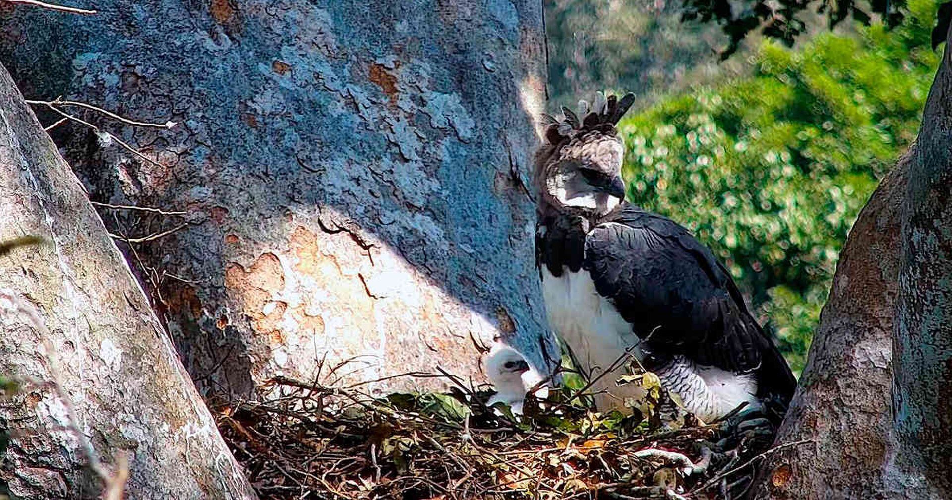 Águila harpía: Conociendo de cerca al ave que reina el cielo amazónico