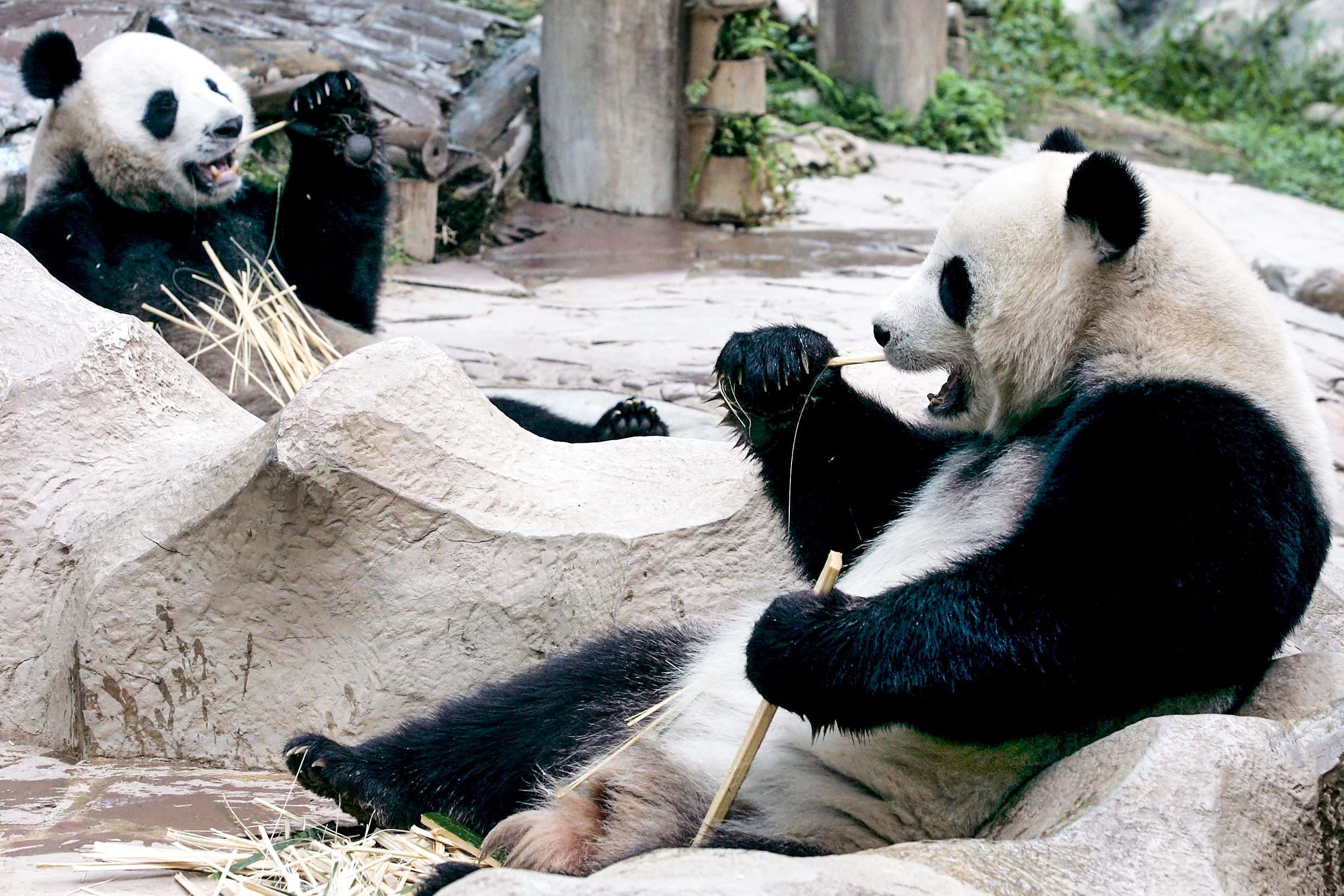 El tierno video viral de un oso panda que fue captado mientras tenía un  ataque incontrolable de hipo