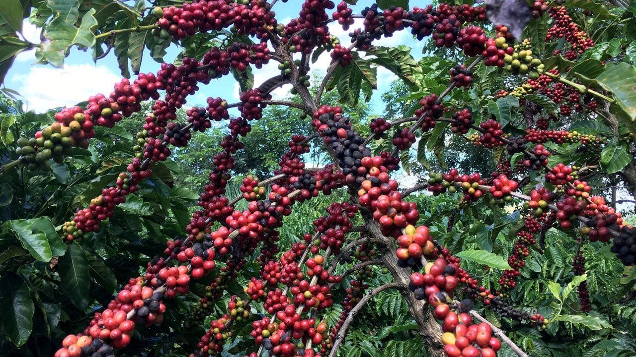 Los frutos del café robusta. REUTERS / Jose Roberto Gomes