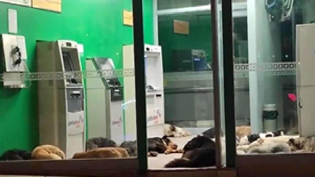 Perros callejeros de Lima encuentran hogar de paso en un cajero automático.