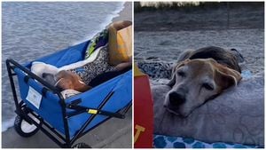 El canino vivió su último momento en la playa.