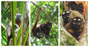Cinco especies de primates fueron registrados en la Ciénaga de la Tortuga, en el departamento de Caldas.