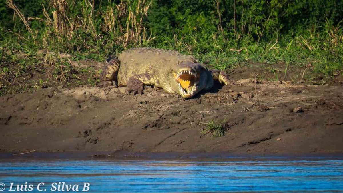 Caimán avistado en octubre a orillas del río Magdalena entre Puerto Boyacá y Puerto Triunfo. Foto: Luis Carlos Silva Buelvas - Colombia hoy.