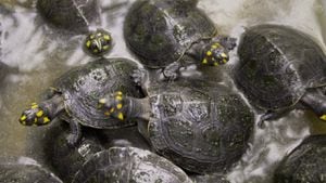 Las tortugas son de las especies con mayor riesgo de extinción en Colombia.