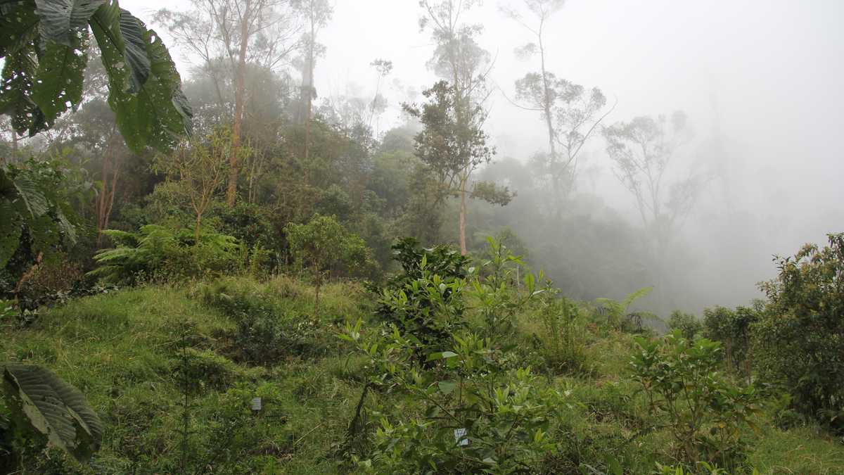 La tala ilegal es uno de los más grandes problemas en la cuenca del río Bogotá.