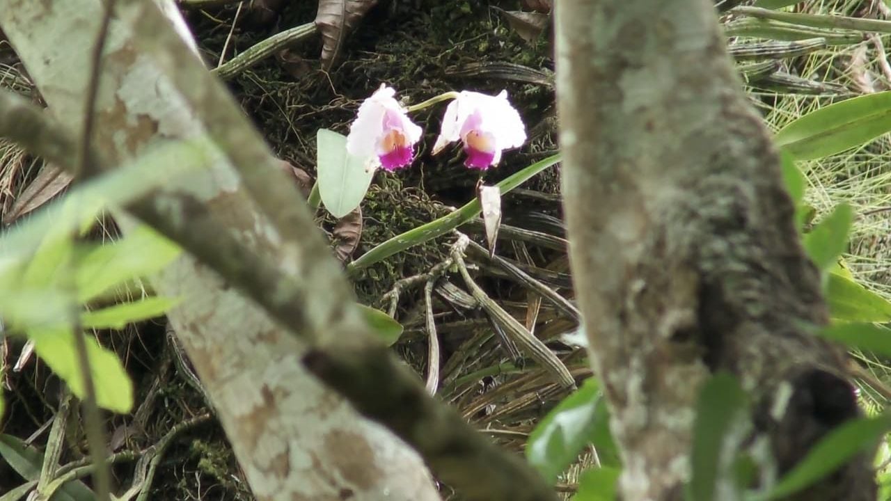 Valle del Cauca: fue hallada una orquídea que estaba en vía de extinción