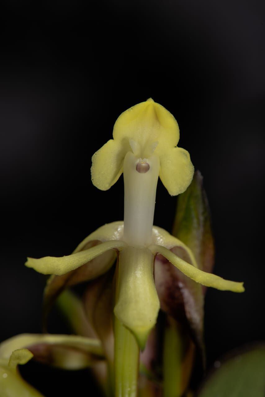 Nueva especie de orquídea registrada en el Parque Nacional Natural Farallones de Cali. (Epidendrum  aurimurinus).