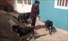 Hilda Dani ayuda a los perritos y gaticos.