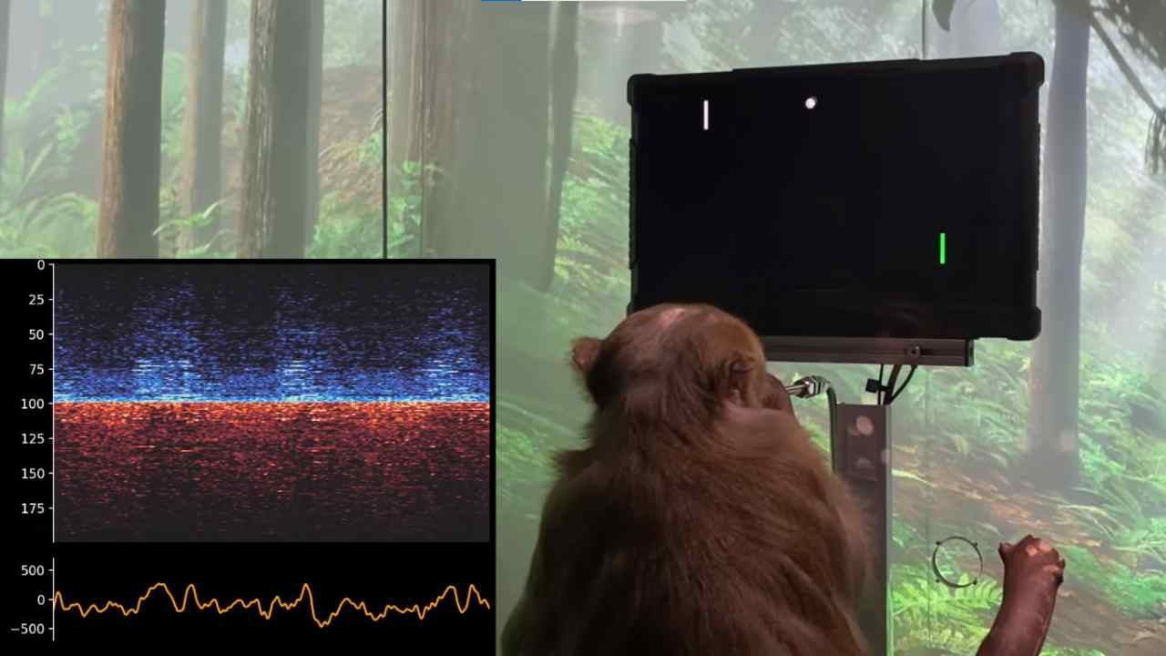 Neuralink conectó electrodos a un mono macaco para que pudiera controlar un videojuego con su mente.