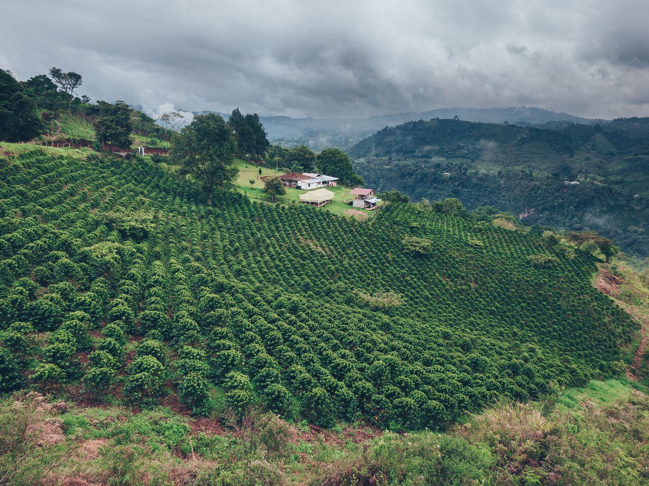 El sur del Tolima, Huila, Cauca y Nariño es el nuevo eje cafetero: producen el 50% del café del país.