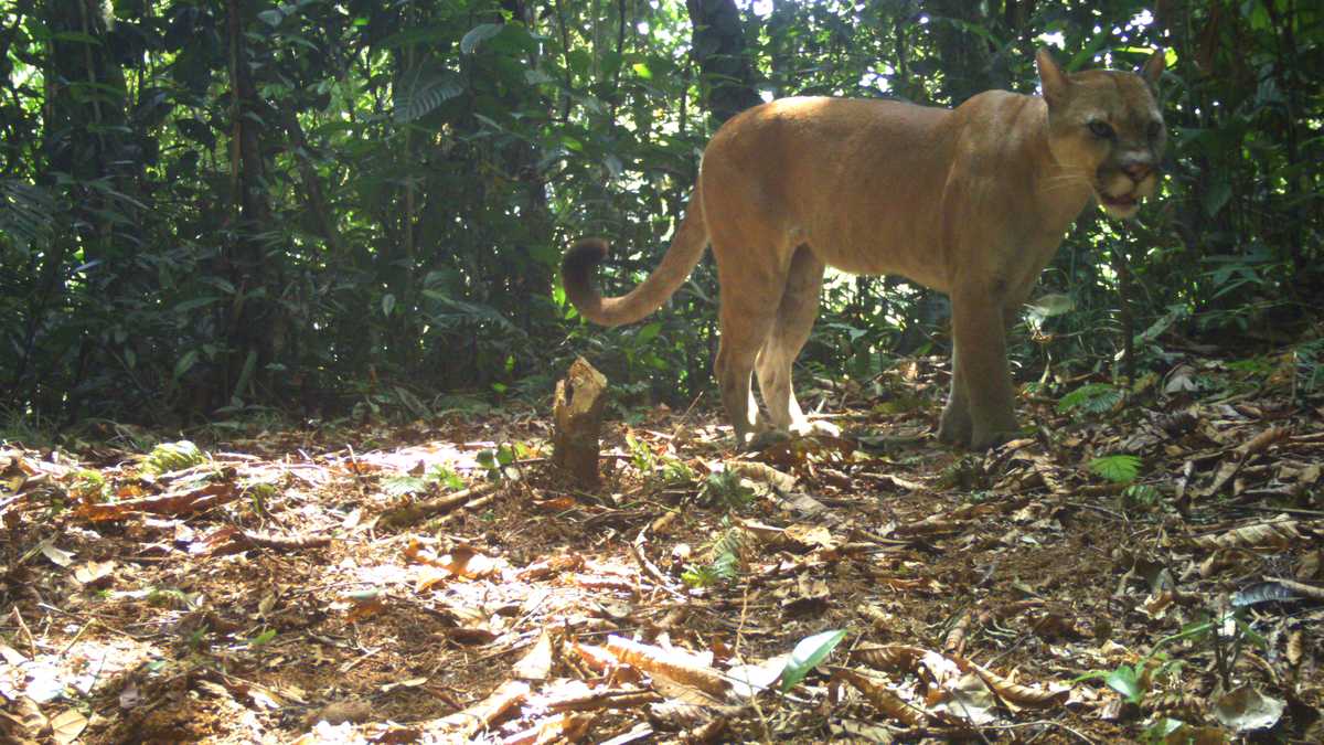 Imagen de un puma captado por una cámara trampa en el proyecto que apoya ISA en Tierralta, Córdoba.