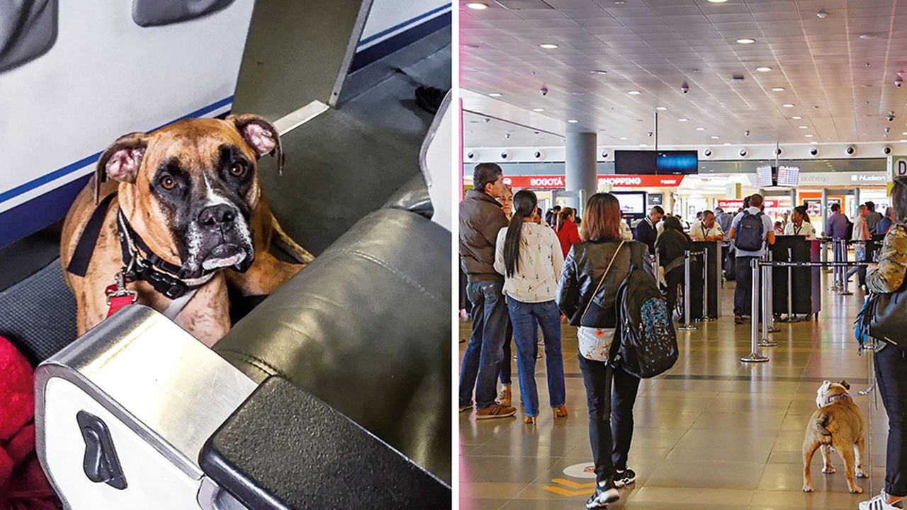 El aumento de perros viajando en cabina evidencia que algo extraño está ocurriendo. Hay vuelos en los que viajan casi más mascotas que personas. Se  detectó una red que entrega certificados falsos para el transporte de animales.  