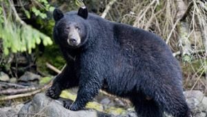 La Policía de Connecticut y miembros de protección ambiental llegaron al lugar y le dispararon mortalmente al oso.