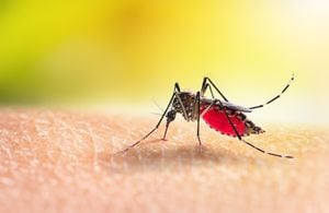 Evitar la aparición de mosquitos es una de las mejores medidas para prevenir el dengue.