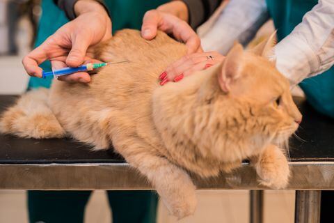 La Secretaría de Salud hizo algunas recomendaciones para quienes desean vacunar a sus mascotas.