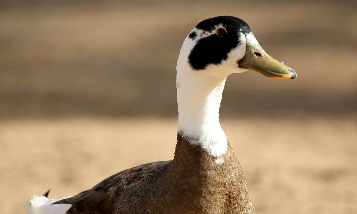 Francia sacrifica importante número de aves en ola 'inusual' de gripe aviar