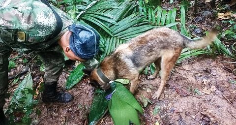    Wilson fue el rescatista canino que se convirtió en ficha clave dentro de la operación Esperanza. 