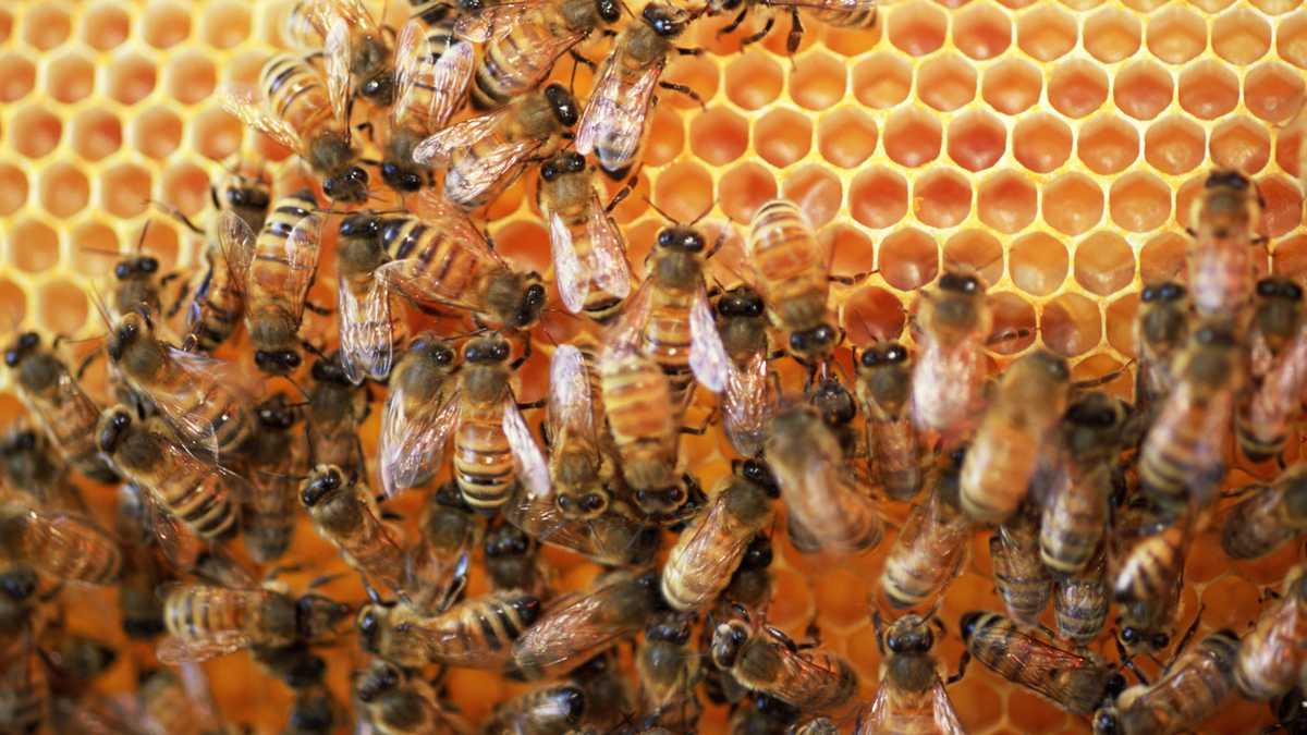 Las abejas son capaces de crear una coraza de propóleo para protegerse del exterior