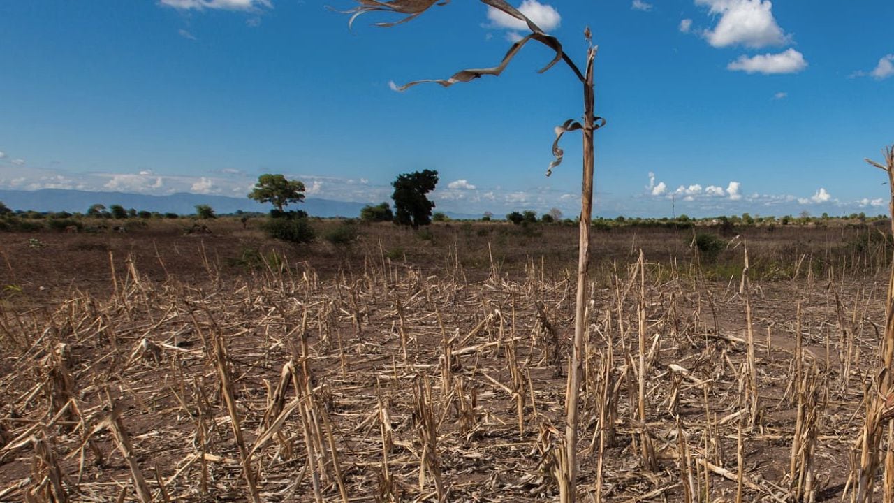 El fenómeno de El Niño traerá altas temperaturas y la sequía de varios cultivos por la falta de lluvias