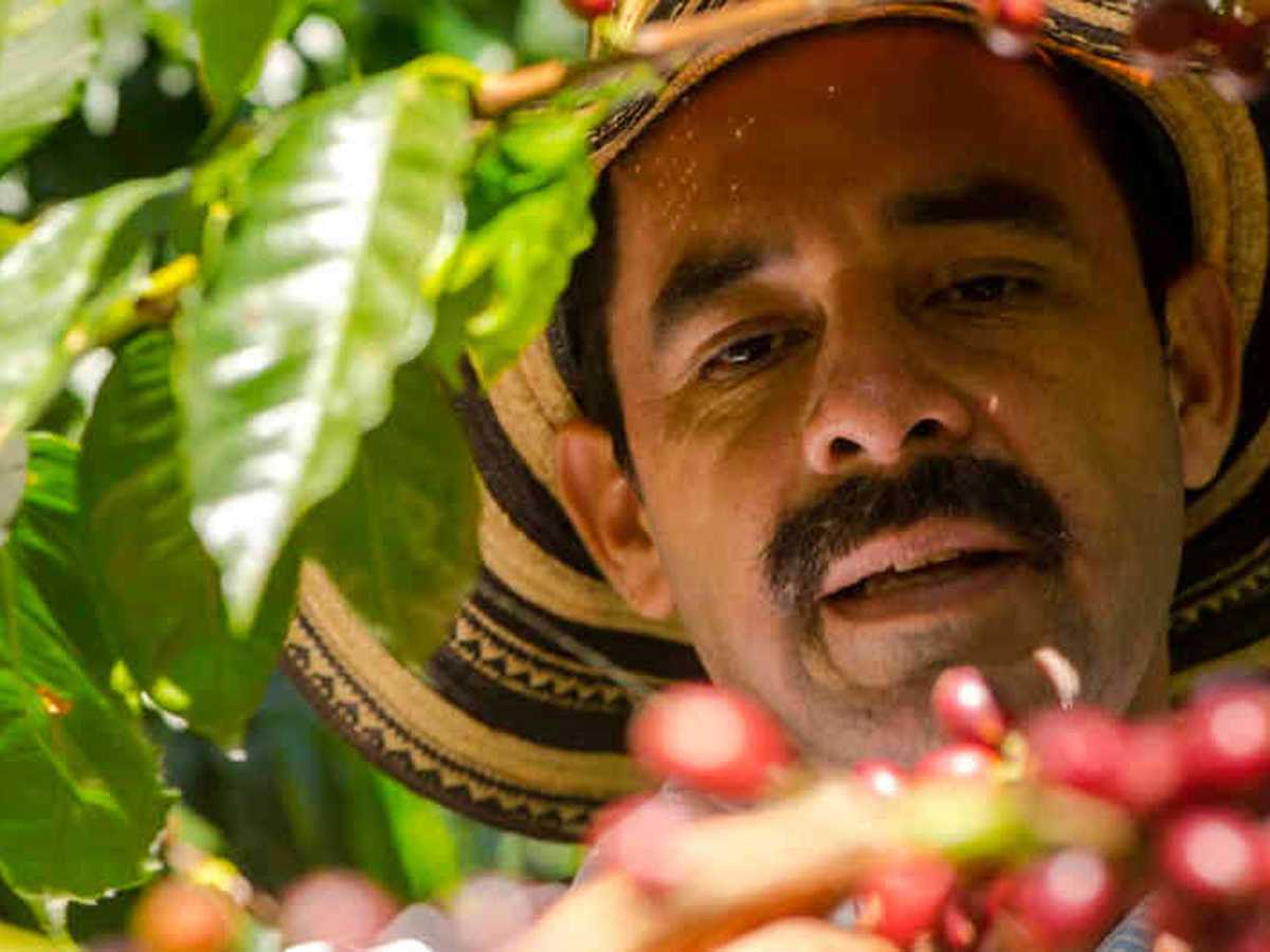 85 por ciento de la producción de café en Santander se cultiva bajo sombrío y en diferentes alturas. 