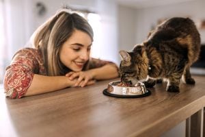 La interacción con gatos puede traer múltiples beneficios ara la salud.