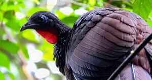 El Cauca, Valle del Cauca, Risaralda y Quindío son los departamentos que tienen la fortuna de disfrutar de la presencia de esta ave endémica, de pico negro y patas rojas. Foto: Parques Nacionales Naturales (PNN).