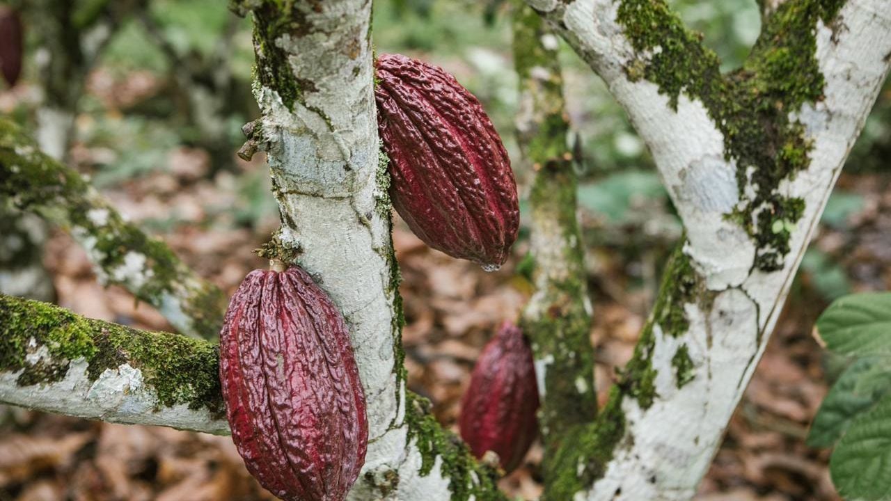 Renovación de cacao, Ministerio de Agricultura