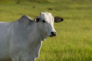 Vaca de raza Nelore. Imagen de referencia.