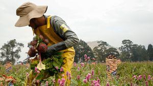 Campesinos recogiendo cosecha de remolacha