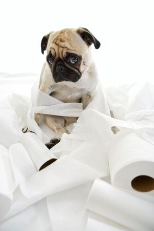Los perros cachorros son más dados a comer papel higiénico.