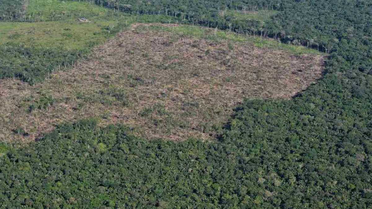 La deforestación y la minería ilegal son dos de las actividades que mayor depredación de los recursos naturales causan en Colombia. Foto: Rodrigo Botero. 