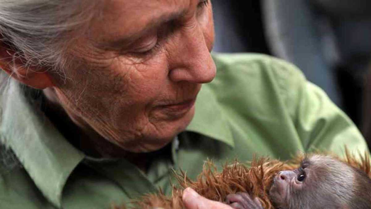 Jane Goodall, defensora de la conservación y primatóloga. Foto: Getty vía DW. 
