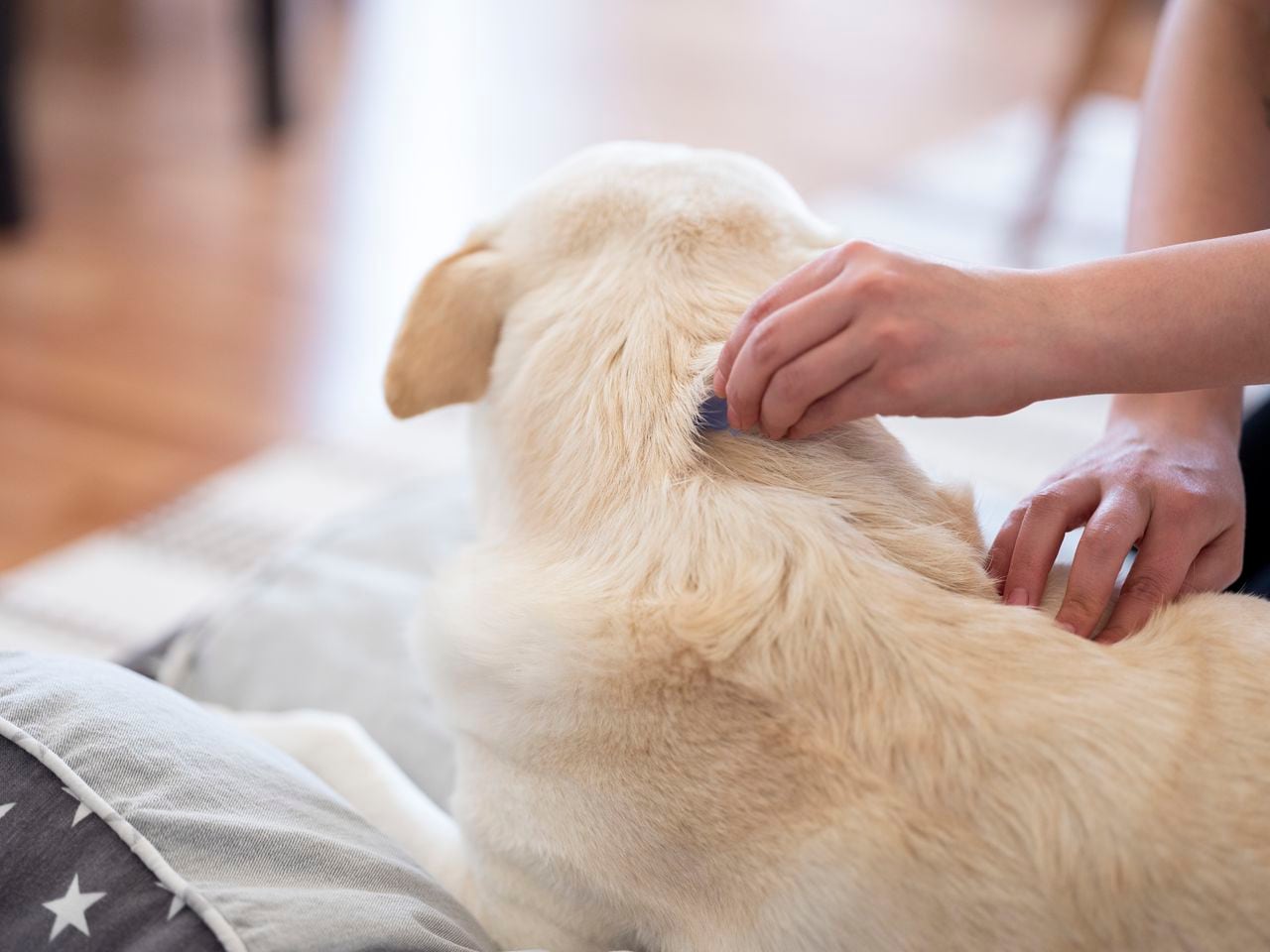 Las pulgas provocan enfermedades cutáneas en los perros.