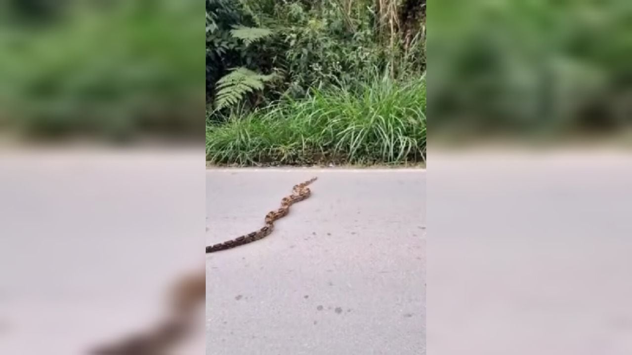 Serpiente paralizó el tráfico en una concurrida vía del sur de Cali, ¿de dónde salió este animal?