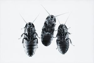 Las cucarachas negras son medianas, en comparación con otros insectos de su misma especie.