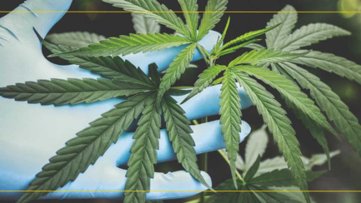 Concejo de Bogotá aprobó en segundo debate proyecto que promueve el uso del cannabis medicinal.