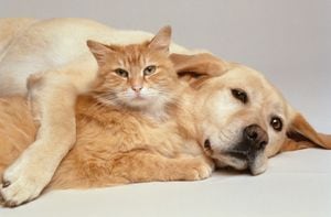 Perro y gato