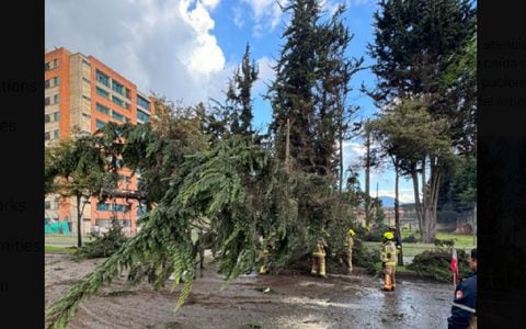 Imagen del árbol caído compartida por Bomberos de Bogotá.