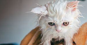 En los gatos, la necesidad del baño depende de si salen frecuentemente o no de sus casas.
