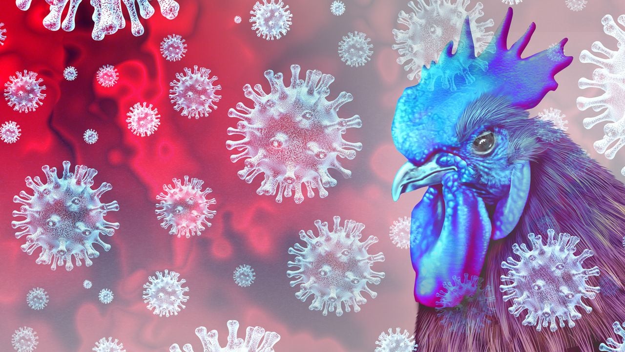 El virus de la gripe aviar es visto como un riesgo para la salud - ilustración 3D