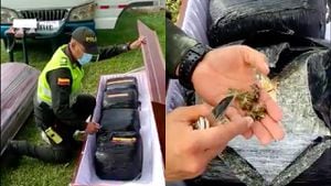 La Policía Nacional incauta un cargamento de más de media tonelada de marihuana transportada en ataúdes