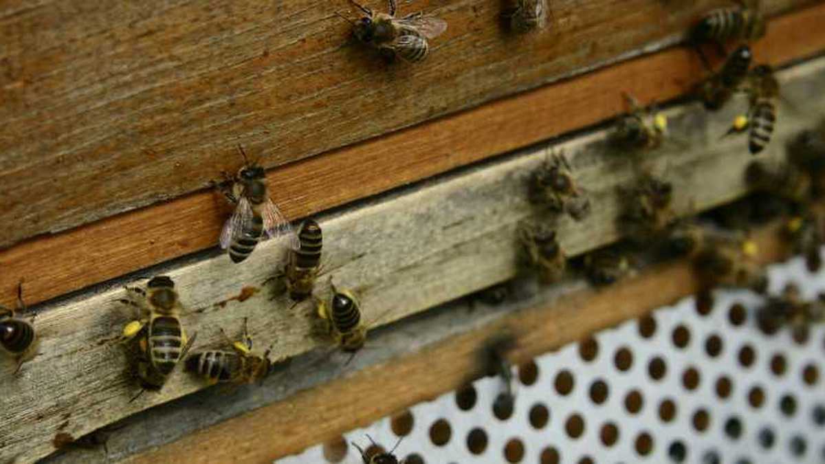 El Vichada se da el lujo de tener una importante población de abejas, lo cual permite no solo desarrollar el negocio de la miel, sino explorar otras alternativas asociadas al sector agrícola.