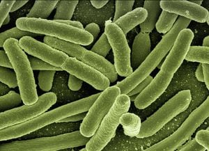 Bacteria, imagen de referencia.