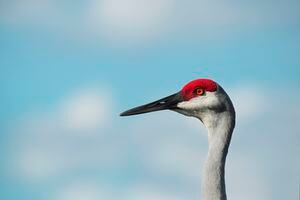 Horizontal photo of a cropped profile of a head and neck of a sunlit Florida Sandhill CRANE with red and white feathers on the head and gray feathers on the neck. Crane is staring very focused towards the left, focused on gathering food. Photo has a blue sky with blurred white puffy clouds in the background. Cranes are long-legged and long-necked birds. They are in the group Gruiformes. They are on the ENDANGERED SPECIES list in Florida, because of polluted waste run-off from central Florida farm pesticides that have found their way in the aquifers of the Florida marshlands. President Trump denied money to save these endangered species in Florida in December of 2019. Besides water pollution through pesticides, other threats to Florida Sandhill cranes include habitat loss, wetland loss, and real estate development.