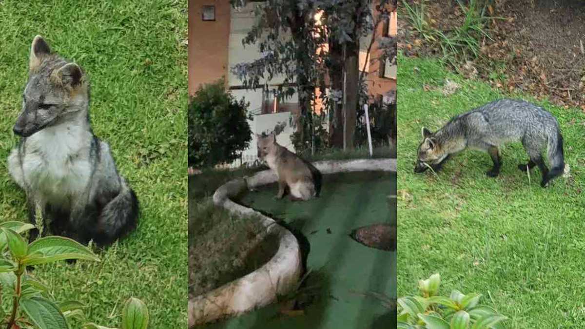 Tres zorros cangrejeros fueron captados durante los últimos días en Bogotá y Chía. Fotos: Jorge Zuluaga y Andrea Nieto.