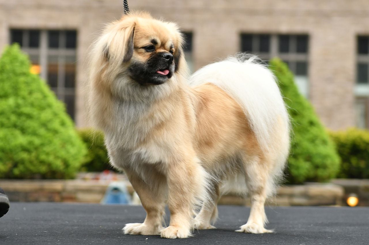 Fosse, un perro de aguas tibetano, se muestra durante la 147.a vista previa de prensa de la exposición canina anual Westminster Kennel Club el 27 de abril de 2023 en la ciudad de Nueva York.
