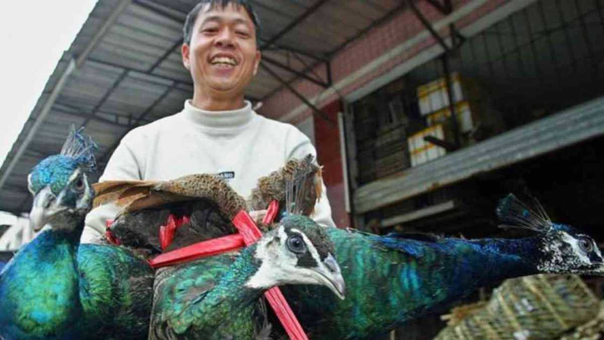 Se culpa al comercio chino de animales salvajes de llevar a varias especies de aves al borde de la extinción. Foto: LIU JIN vía BBC. 