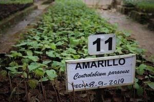 Desde hace una década, los investigadores de la Estación Experimental El Trueno, han trabajado en el estudio del ecosistema amazónico.